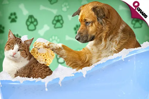 From QR100 Pamper Your Pets with a Grooming Session & a Nail Trim! (Up to QR350 Value)